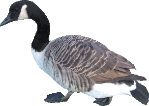 Testing image image